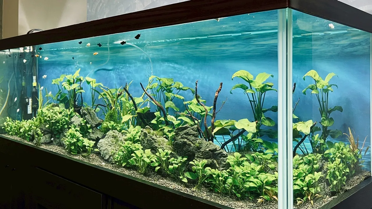 屏東民宿推薦，大鵬灣旅遊住宿找悠舍民宿包棟